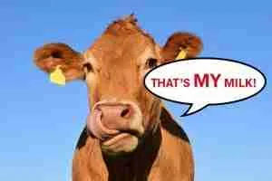 that's my milk!